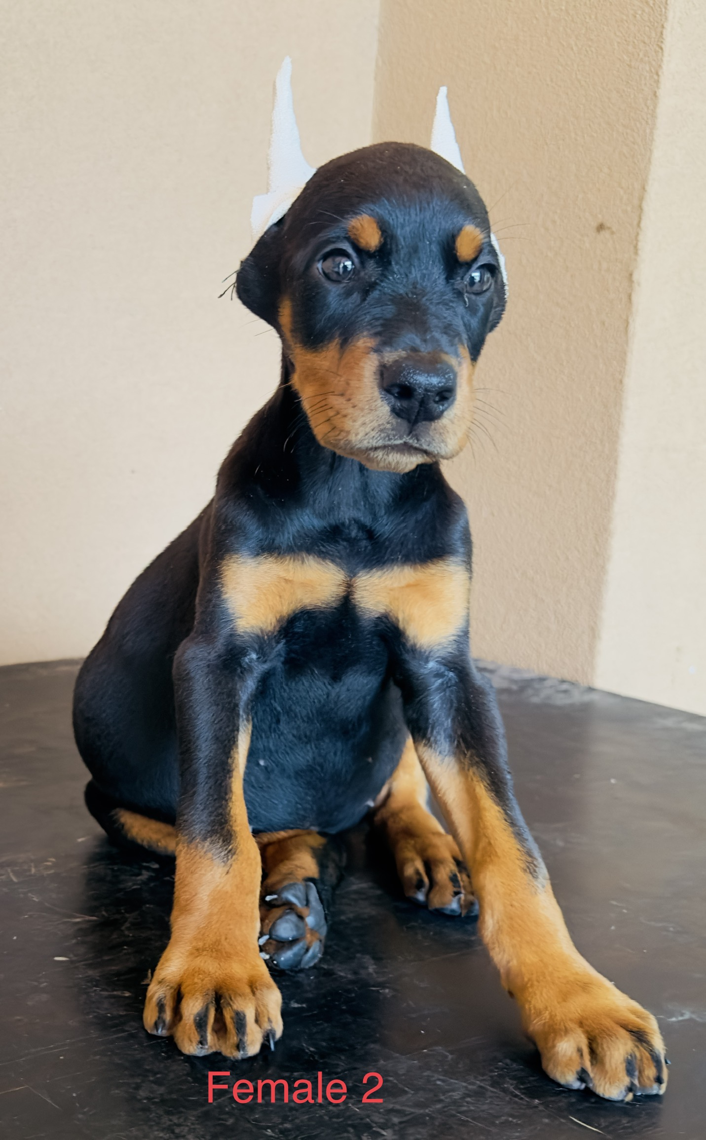 Aria Dobermans Female 2